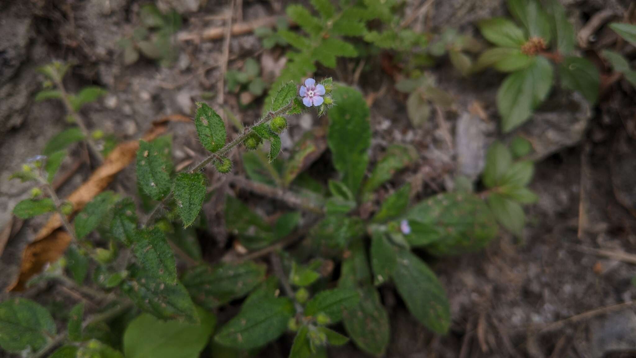 Plancia ëd Thyrocarpus sampsonii Hance