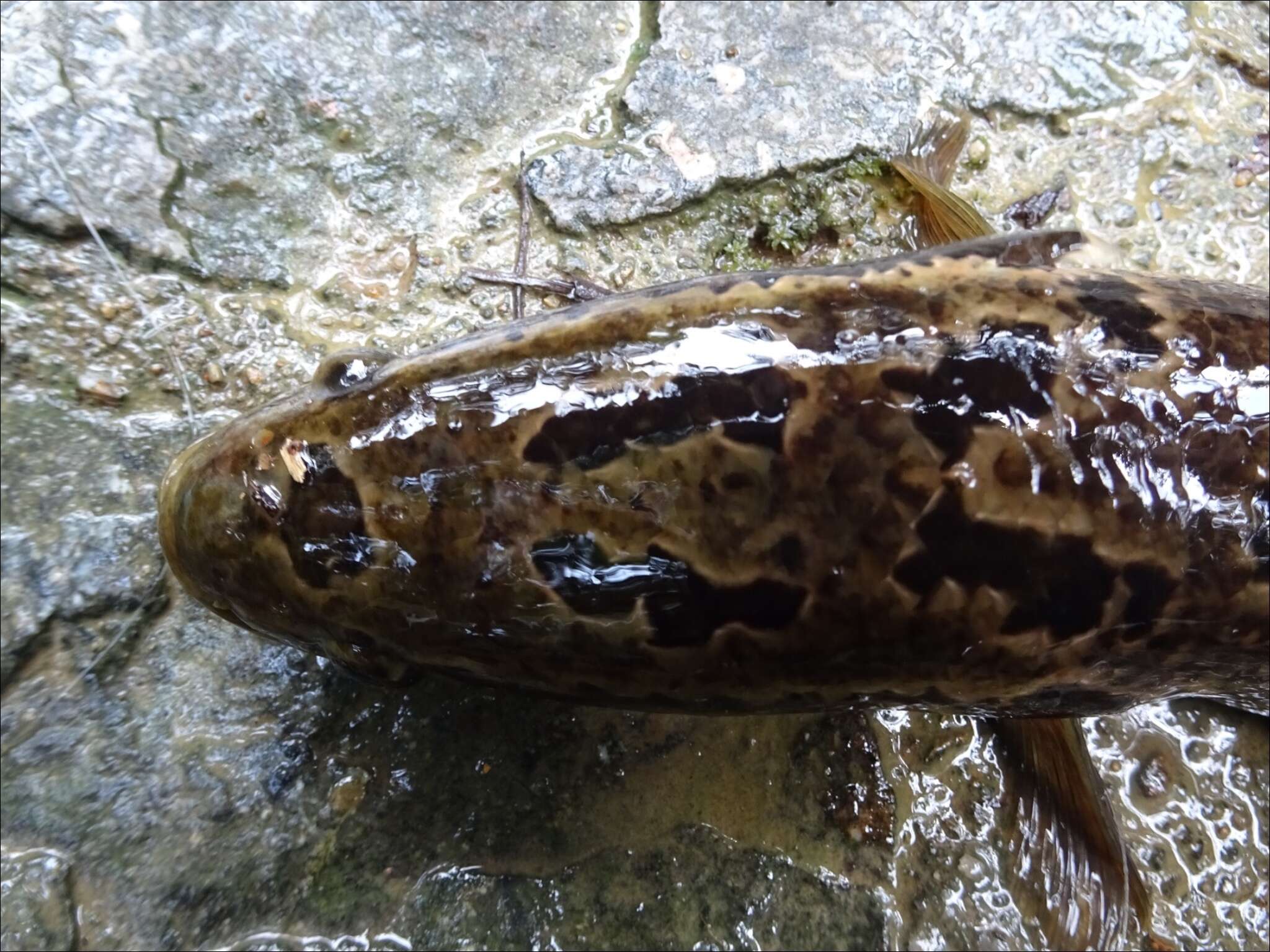 Image of Blotched snakehead