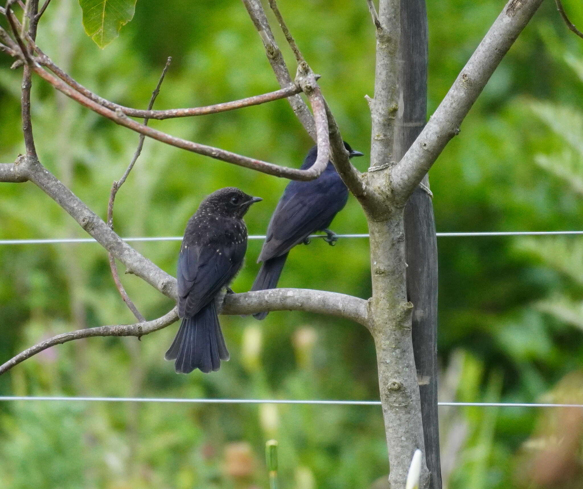 Image of Common Square-tailed Drongo