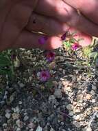 Image of Palomar monkeyflower