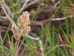 Imagem de Tribolium hispidum (Thunb.) Desv.