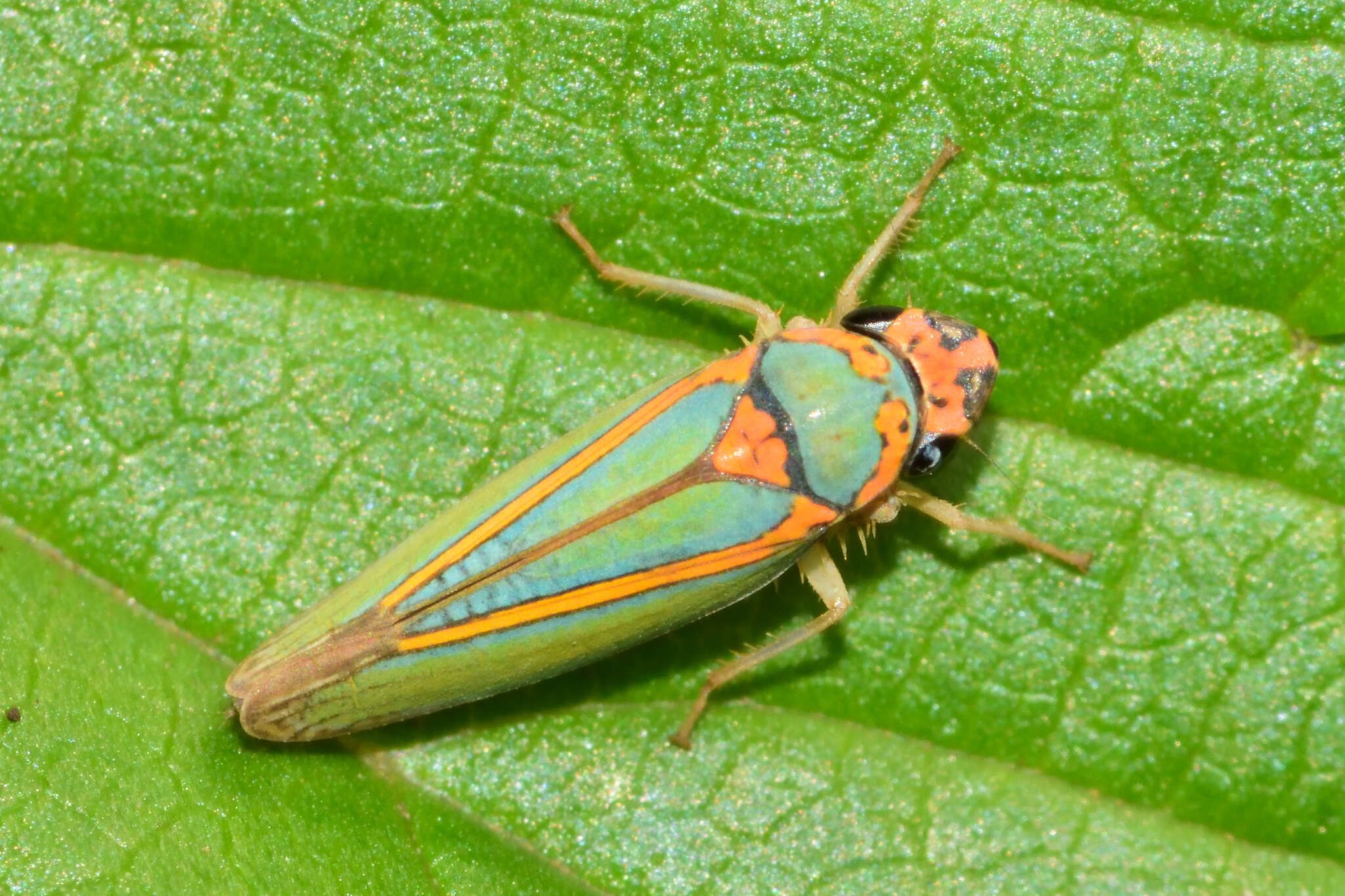 Image of Graphocephala aurolineata (Fowler 1900)