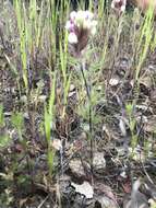 Image of wideleaf Indian paintbrush