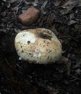 Image of Tricholoma dulciolens Kytöv. 1989