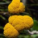 Imagem de Helichrysum krookii Moeser