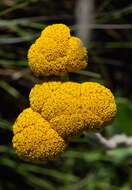 Imagem de Helichrysum krookii Moeser