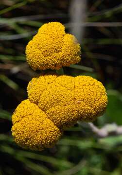 Image of Helichrysum krookii Moeser