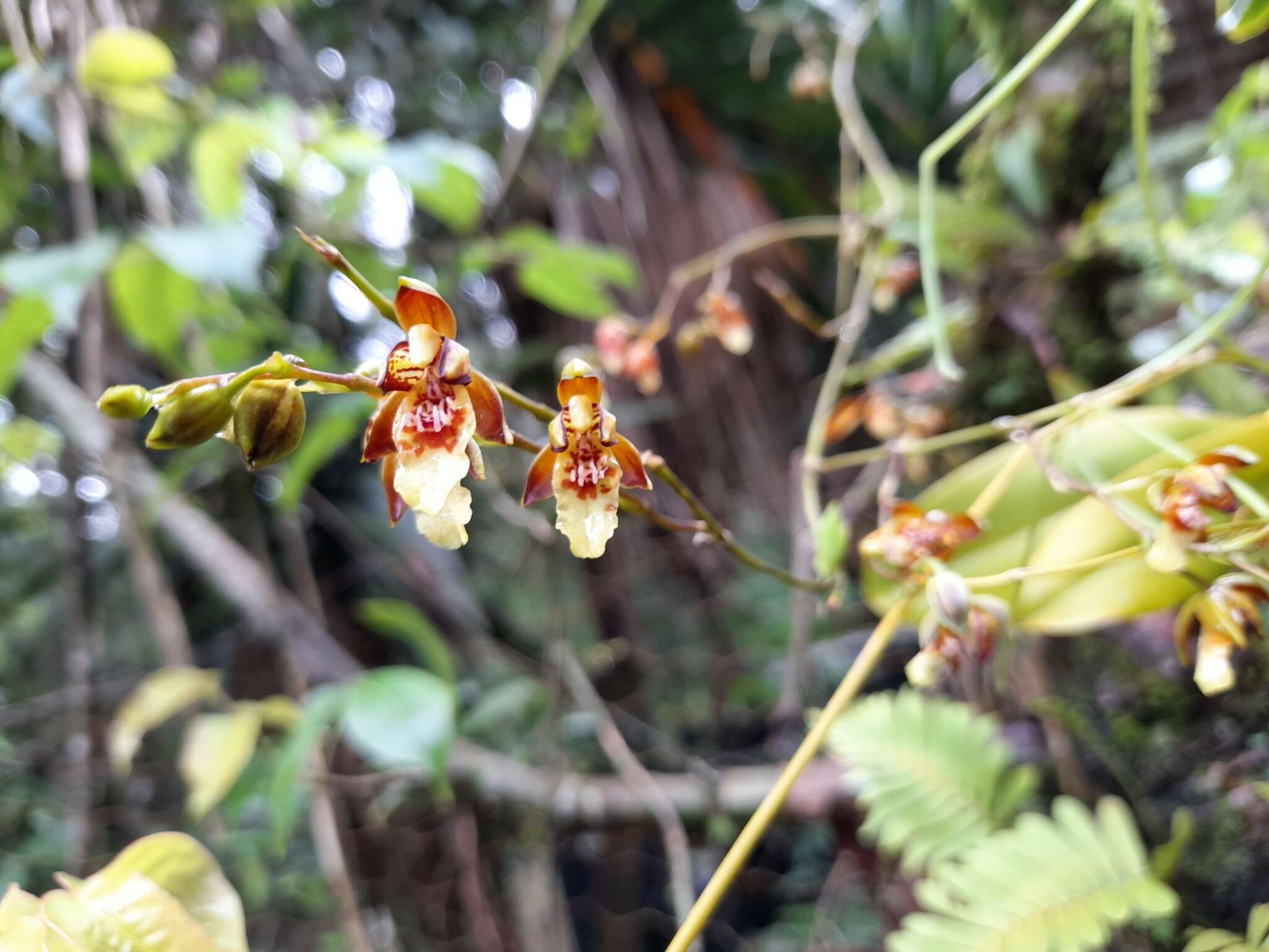 Image de Leochilus carinatus (Knowles & Westc.) Lindl.