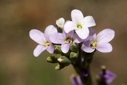 Image of Canadian Rockcress