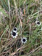 Image de Eryngium humile Cav.