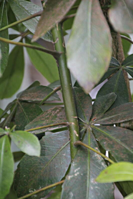 Image of Pseudopanax lessonii (DC.) K. Koch