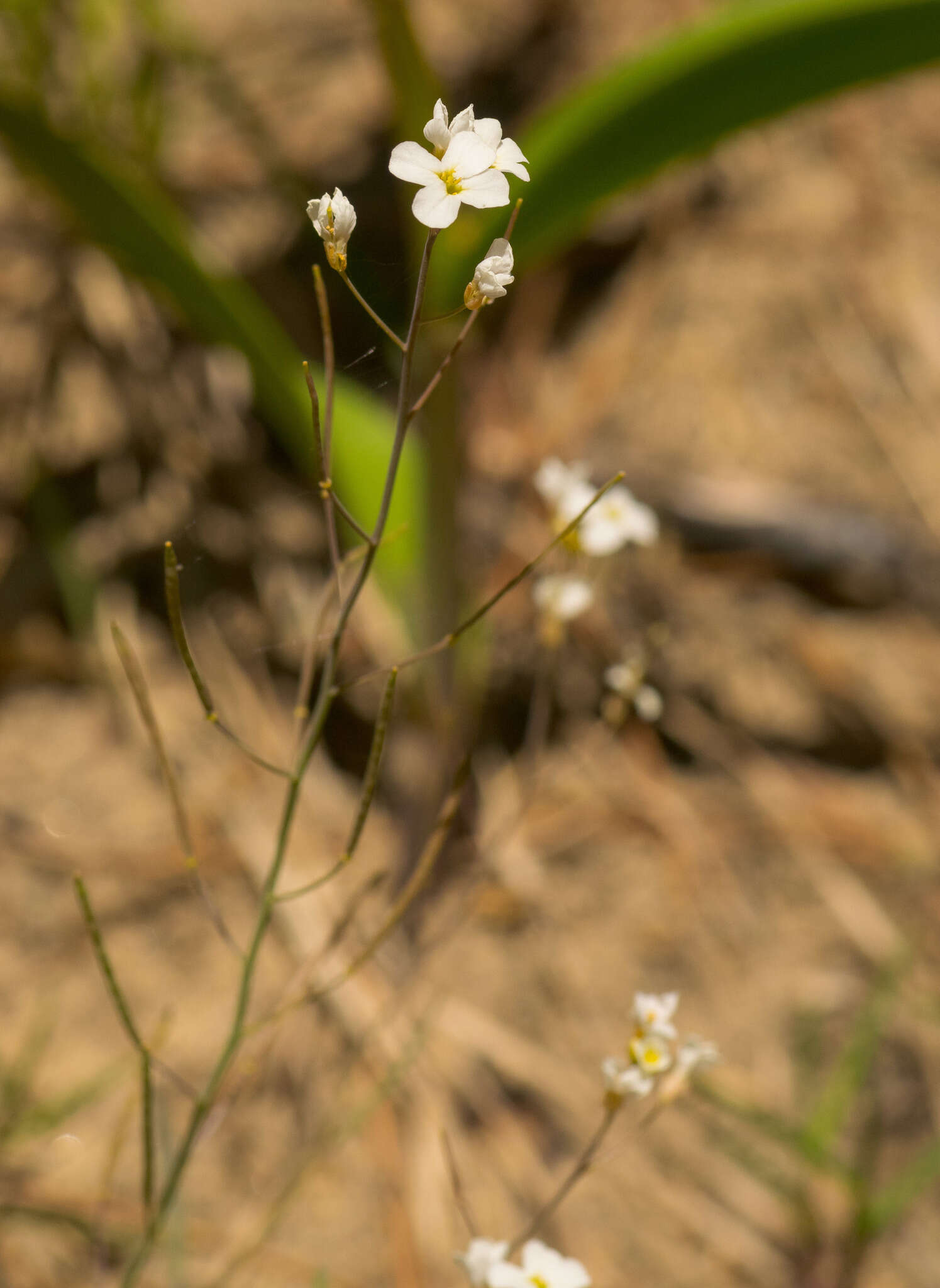 Plancia ëd Arabidopsis lyrata (L.) O'Kane & Al-Shehbaz