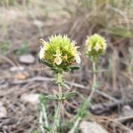 Image of Teucrium carthaginense Lange