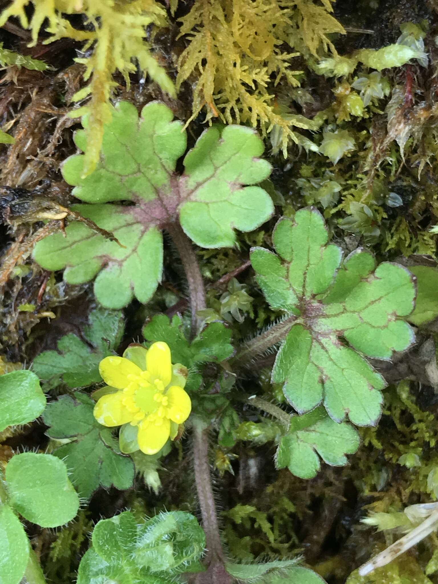 Image of Ranunculus taisanensis Hayata