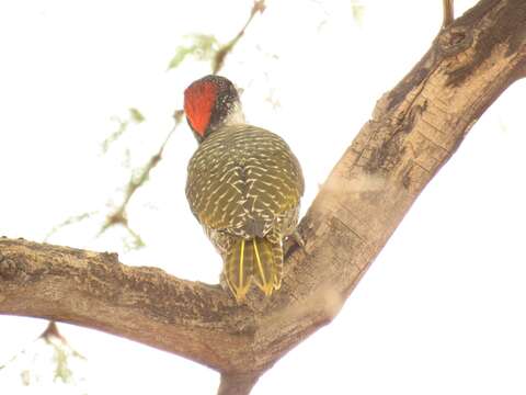 Image of Golden-tailed Woodpecker