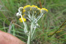 Слика од Schistostephium crataegifolium (DC.) Fenzl ex Harv. & Sond.