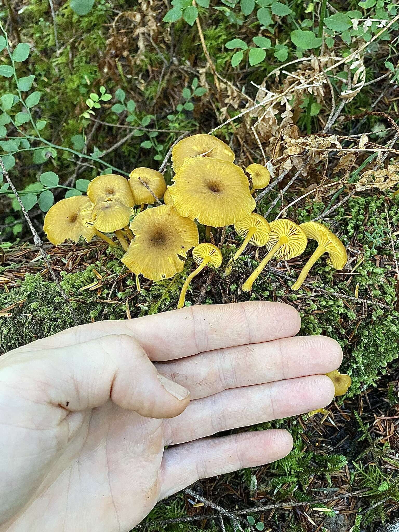 Image of Chrysomphalina chrysophylla (Fr.) Clémençon 1982