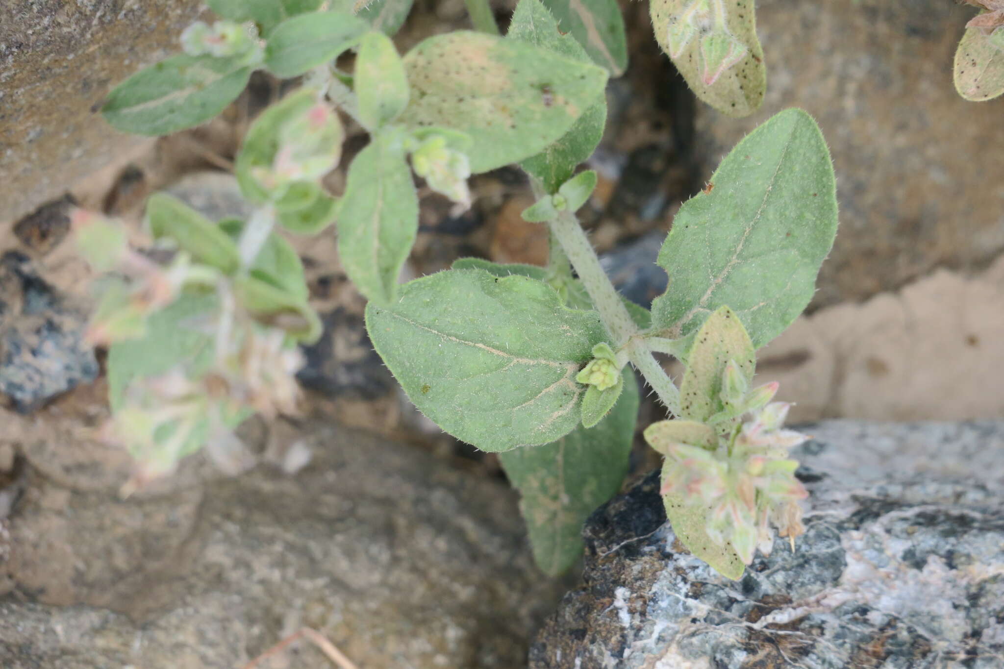 Image de Trichodesma africanum (L.) R. Br.