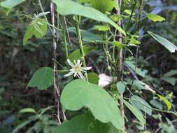 Passiflora pavonis Mast.的圖片