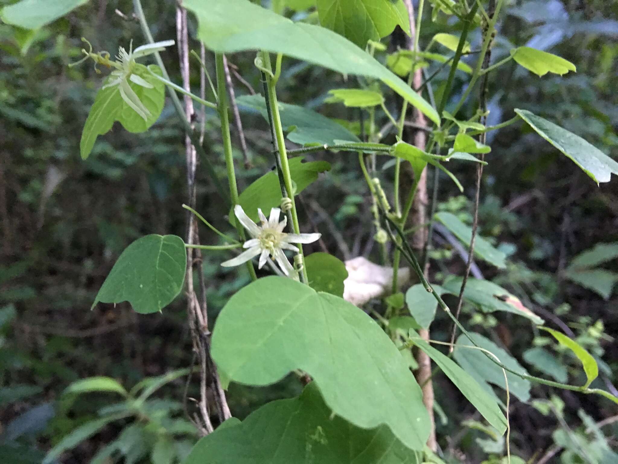 Image of Passiflora pavonis Mast.