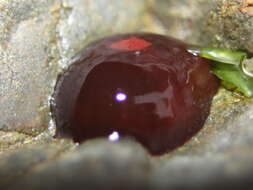 Image of Red Waratah Anemone