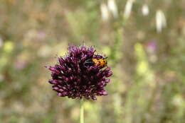 Image of broadleaf wild leek