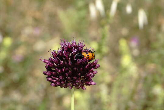 Allium atroviolaceum Boiss. resmi