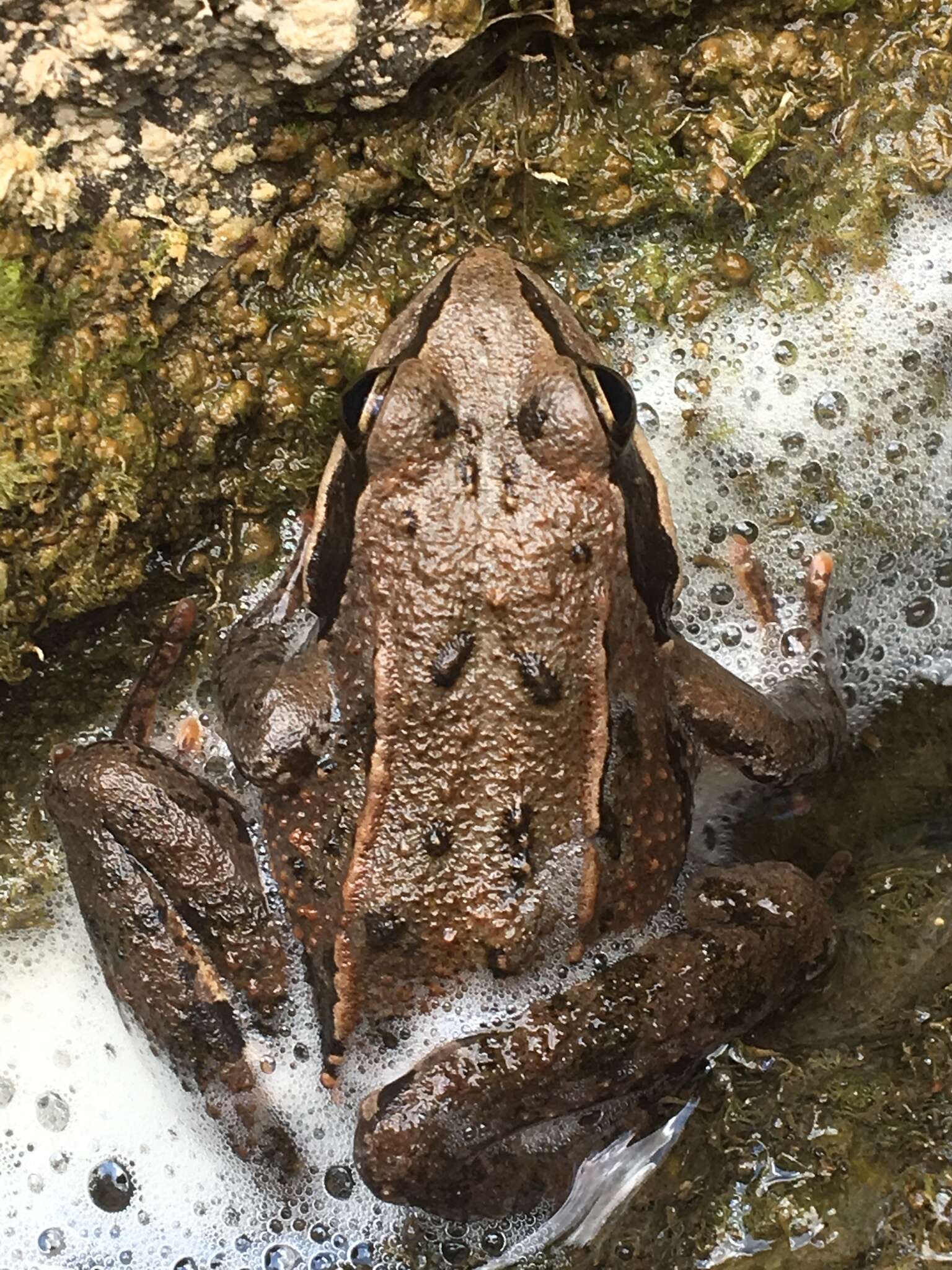 Imagem de Rana macrocnemis Boulenger 1885