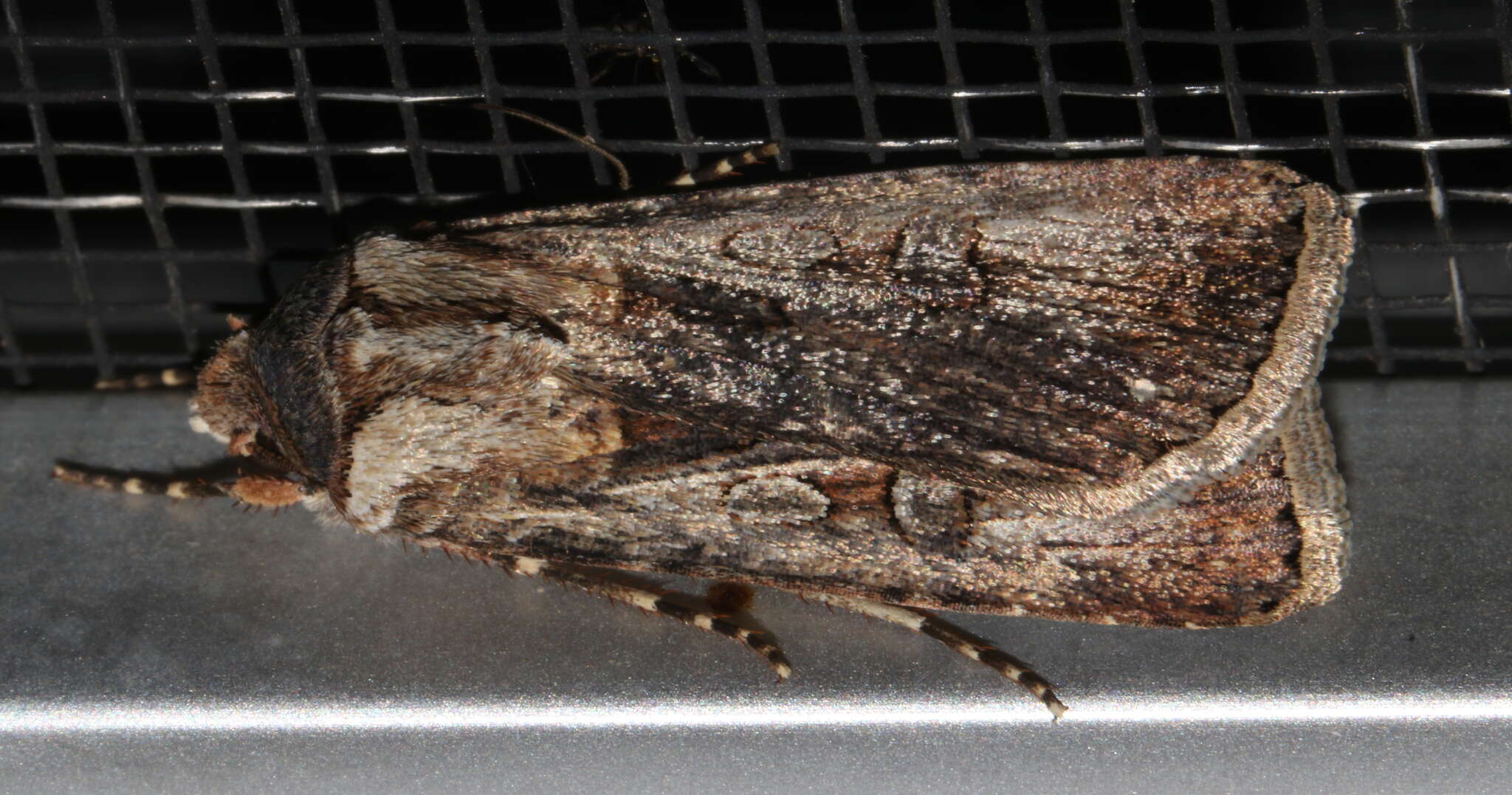 Image of Agrotis munda Walker 1856