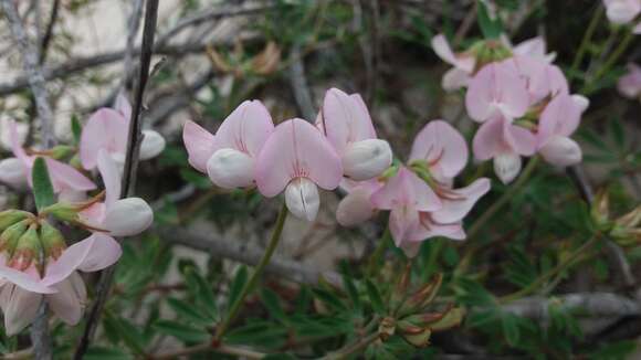 Image of Lotus australis Andrews