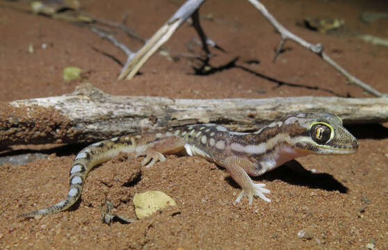 Image of Pachydactylus wahlbergii Peters 1869