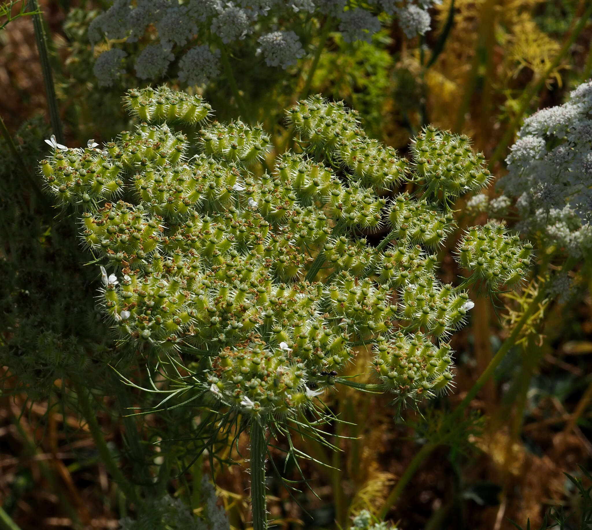 Imagem de Daucus aureus Desf.