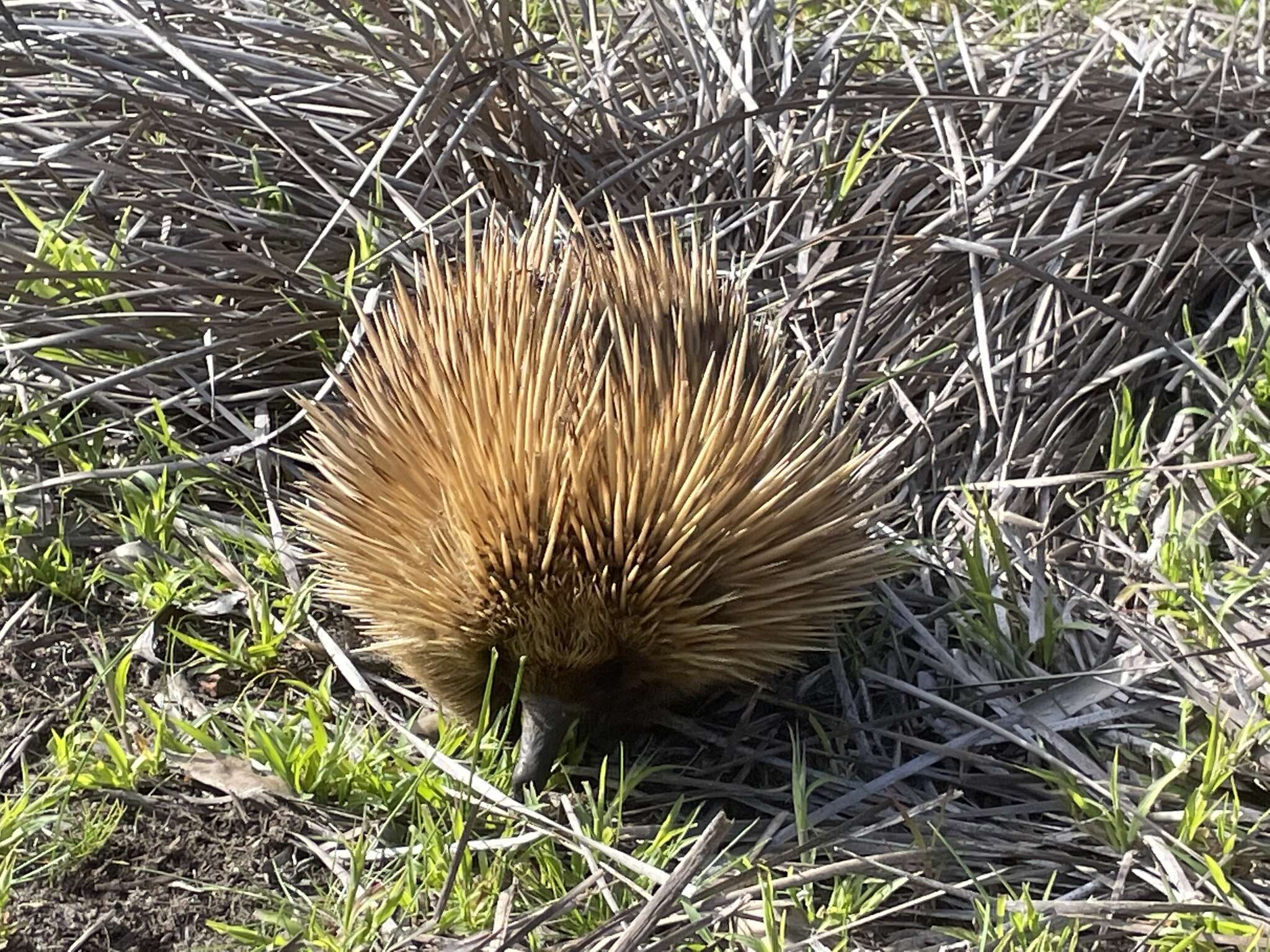 Sivun Tachyglossus aculeatus multiaculeatus (W. Rothschild 1905) kuva