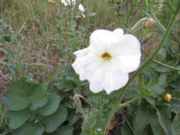 Image of large white petunia