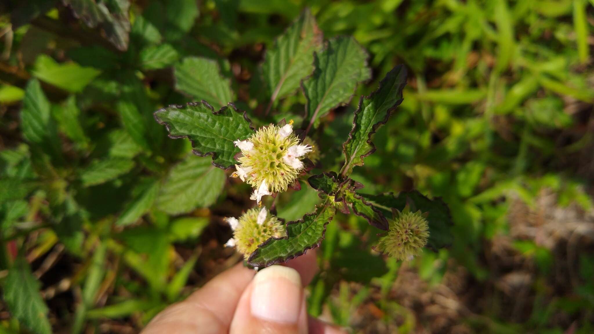 Image of false ironwort