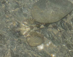 Image of Giant triplefin