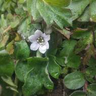 Image of Phacelia platycarpa var. bursifolia (Willd. ex Roem. & Schult.) Constance