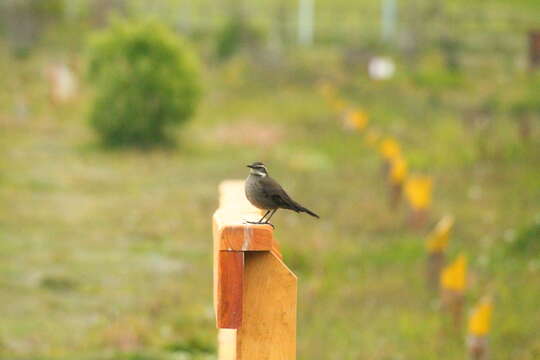 Image of Dark-bellied Cinclodes