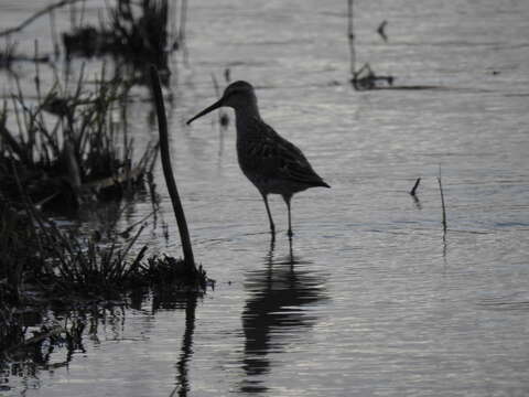 Image of Stilt Sandpiper