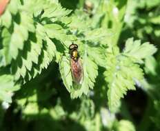 Image of Soldier fly