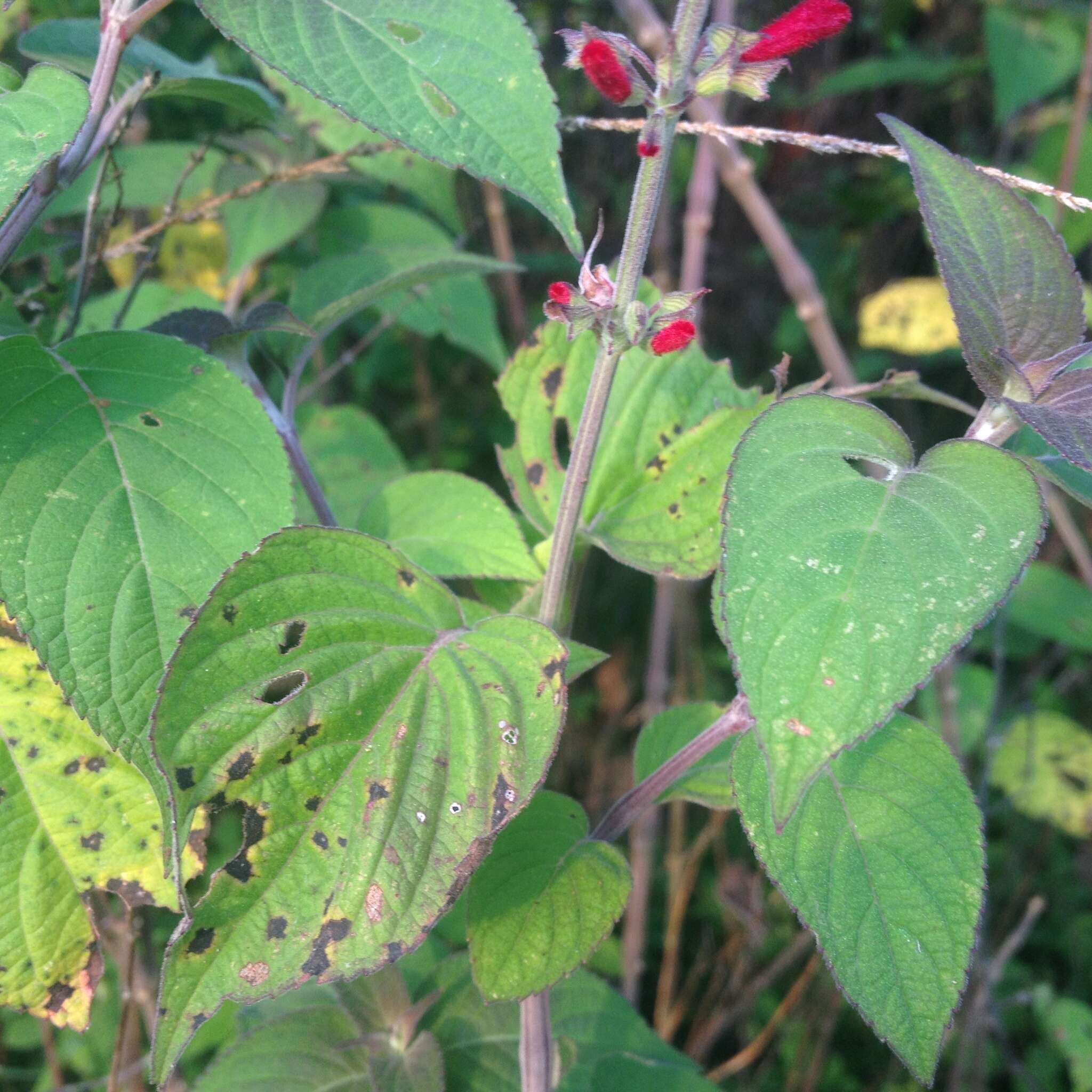 Image of pineapple sage