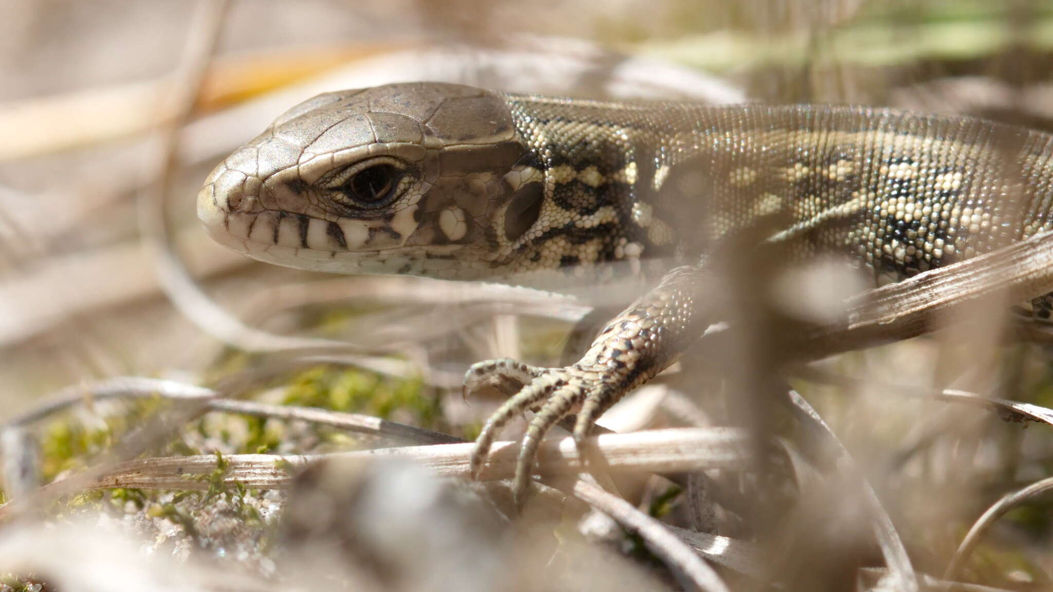 Image of Lacerta agilis exigua Eichwald 1831