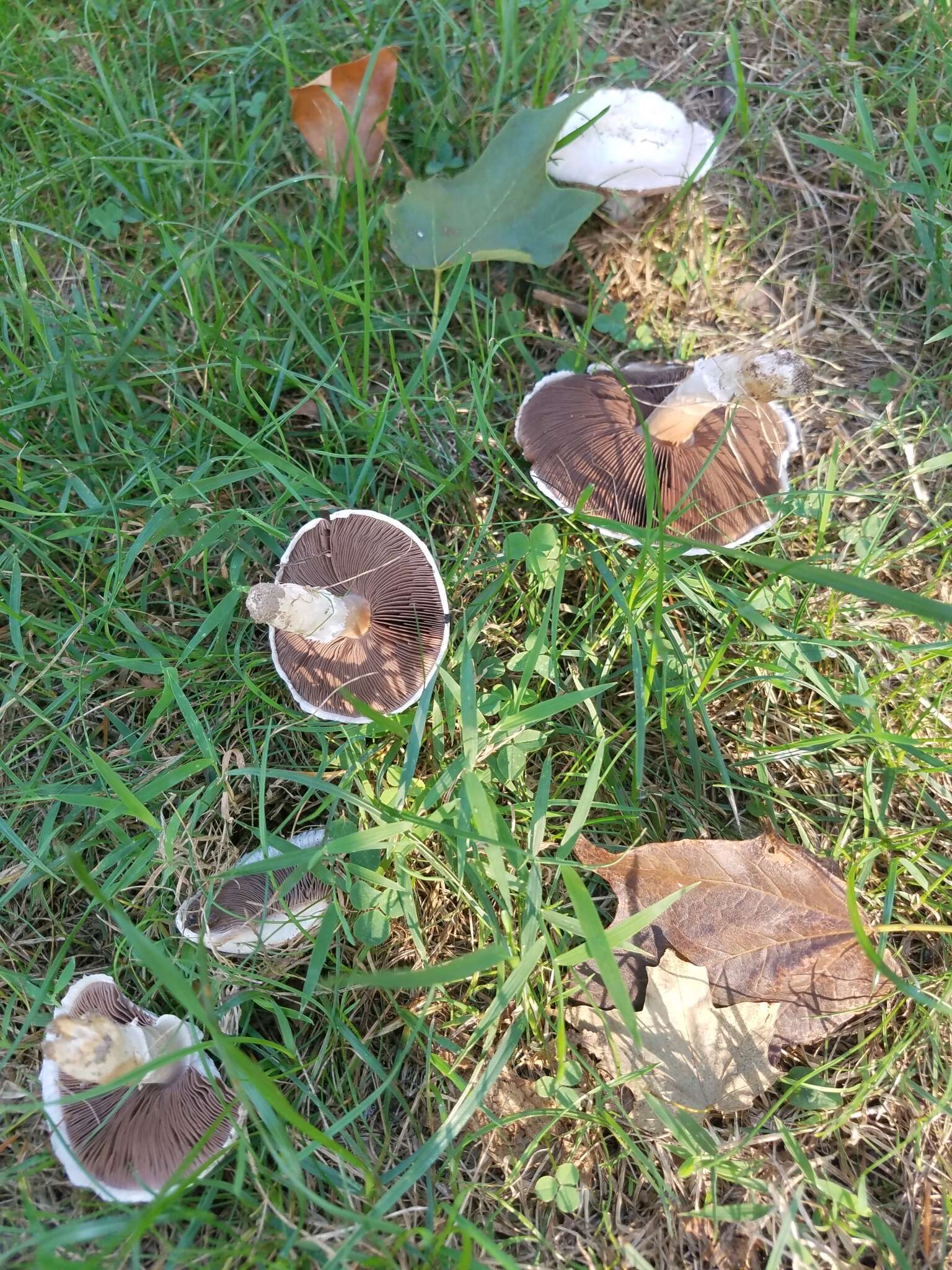 Image of Agaricus porphyrocephalus F. H. Møller 1952