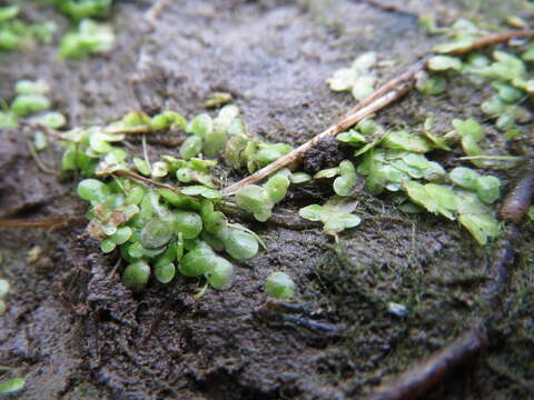 Image of Common Duckweed