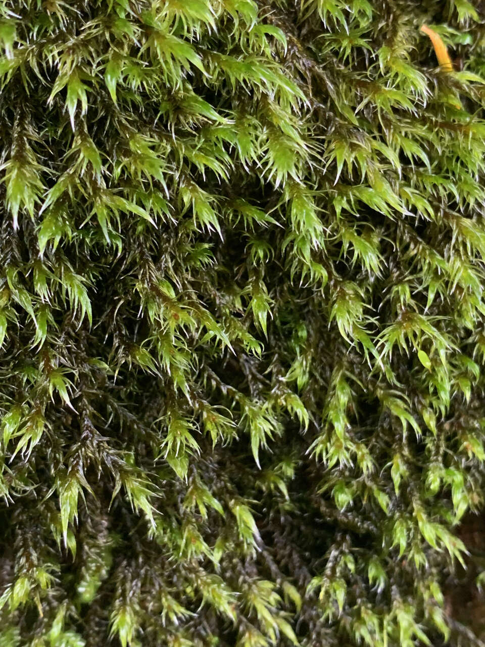 Image of Lawton's racomitrium moss