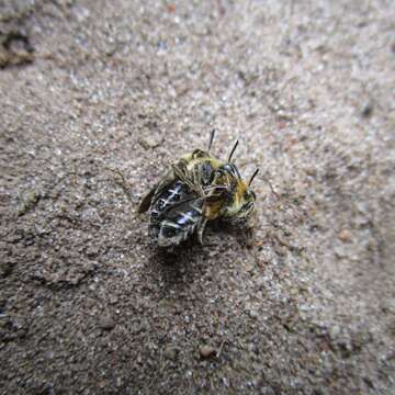 Image of Aster Andrena