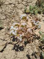 Image of Limonium thouinii (Viv.) O. Kuntze