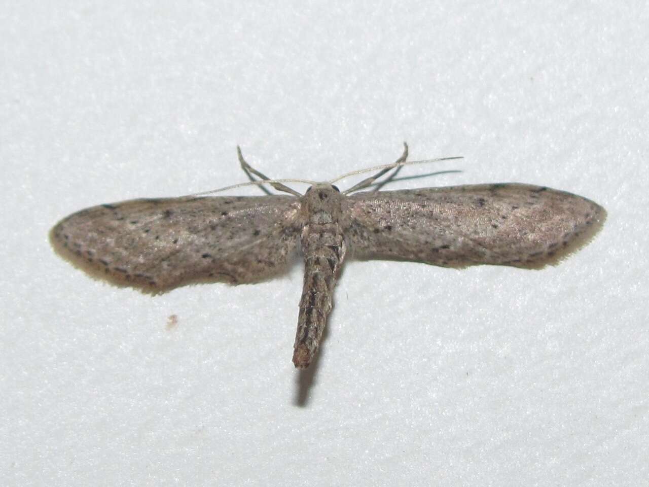Image of Eumacrodes yponomeutaria Guenée 1858