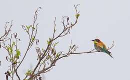 Image of bee-eater, european bee-eater