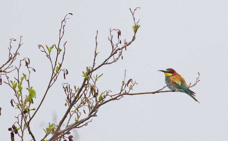 Image of bee-eater, european bee-eater